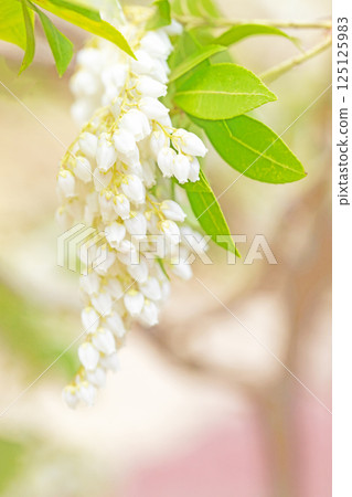 Flowers around the house, various in the four seasons. Beautiful daphne flowers bloomed in the sunlight of early spring. Flowers around the house, various in the four seasons. Beautiful daphne flowers bloomed in the sunlight of early spring. 125125983