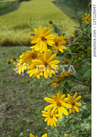 秋季菊芋花 125126047