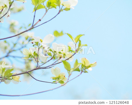 閃耀在藍天的花水月 125126048