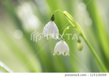 Snowflake flower with water droplets after rain 125126099