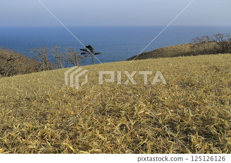 柴角 柴角 125126126