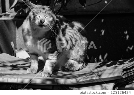 Cat scratching an itch Cat scratching an itch 125126424