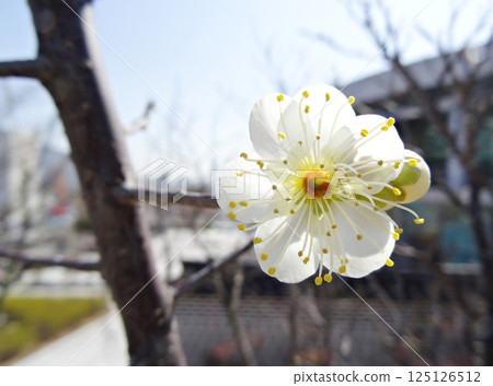 the plum blossoms that bloomed in spring the plum blossoms that bloomed in spring 125126512