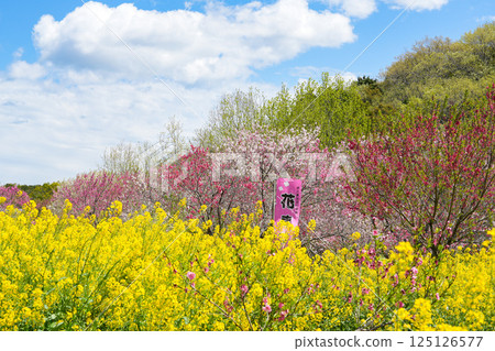 Flower peach Flower peach 125126577