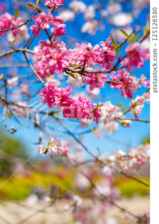 花桃 125126580