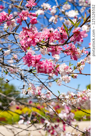 Flower peach Flower peach 125126582