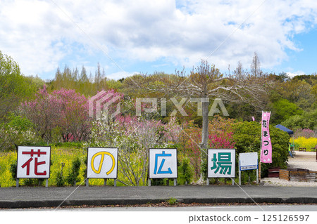 Flower peach Flower peach 125126597