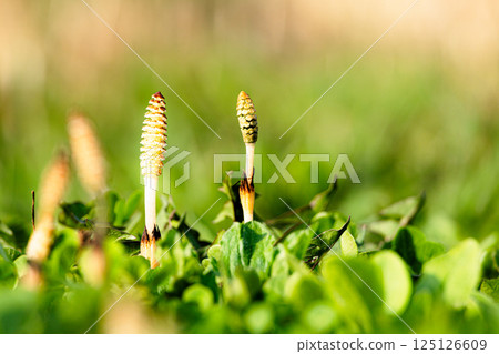 Horsetails growing vigorously in the wilderness of Hokkaido in early spring Horsetails growing vigorously in the wilderness of Hokkaido in early spring 125126609