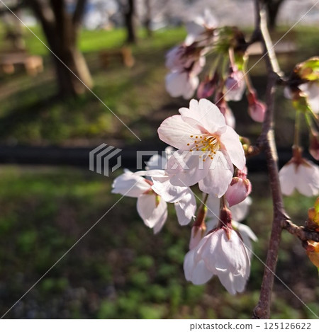 櫻花盛開 125126622