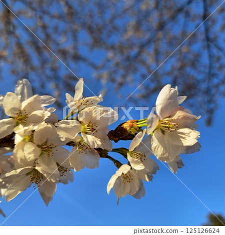 藍天和櫻花 藍天和櫻花 125126624