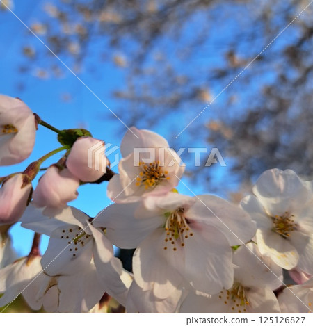 閃耀在藍天的櫻花 125126827