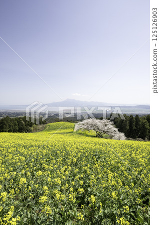 rape, rape blossoms, cherry blossom 125126903