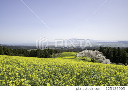 油菜花 油菜 櫻花 125126905