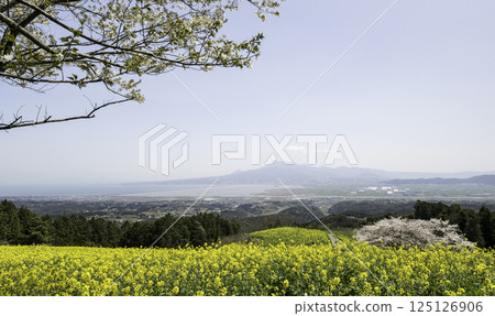 rape, rape blossoms, cherry blossom 125126906