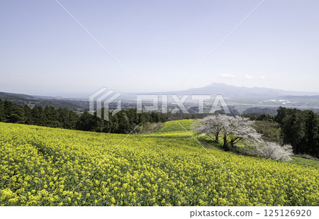 油菜花 油菜 櫻花 125126920