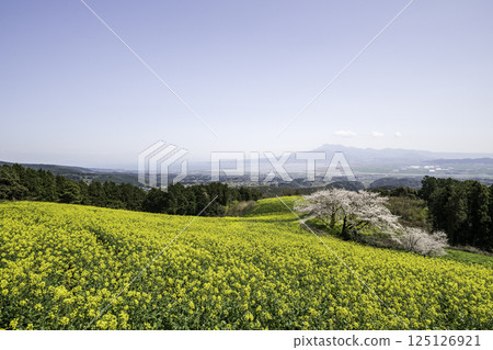 油菜花 油菜 櫻花 125126921