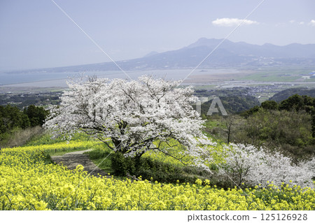 rape, rape blossoms, cherry blossom 125126928