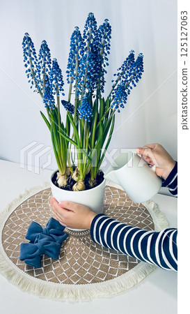 Watering spring flowers caring for muscari. 125127063