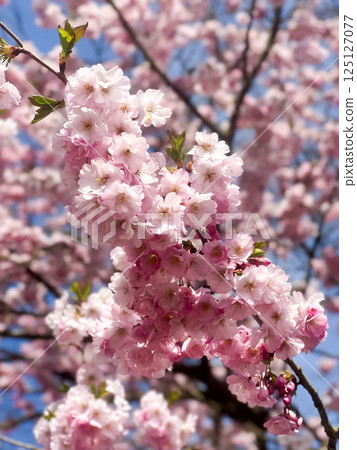 Cherry blossom branch against blue sky Cherry blossom branch against blue sky 125127077
