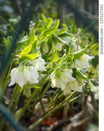 Spring Greenery and Helleborus Flowers or Christmas Rose 125127101