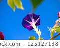 Morning glory and summer sky 125127138