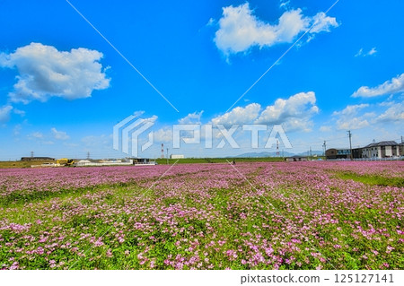 In the spring breeze, the safflowers bloom beautifully in the fallow fields. In the spring breeze, the safflowers bloom beautifully in the fallow fields. 125127141