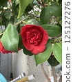 Red camellia 125127276