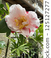 Beautiful camellia 125127277
