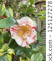 red camellia flower 125127278