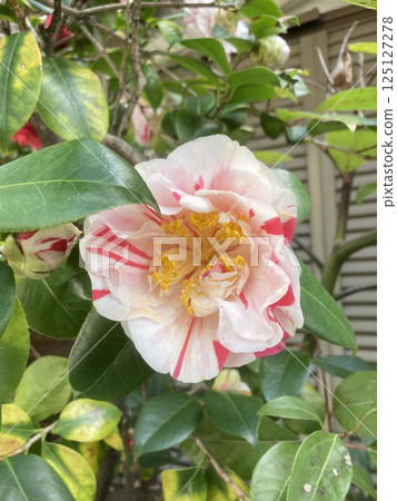 紅山茶花 125127278