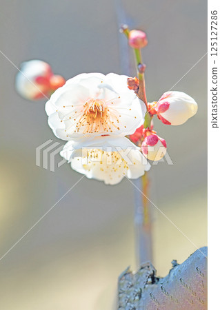 屋周圍鮮花盛開,四季各有不同。初春時節,美麗的小花綻放。寒風凜冽,白梅花依然盛開。 屋周圍鮮花盛開,四季各有不同。初春時節,美麗的小花綻放。寒風凜冽,白梅花依然盛開。 125127286