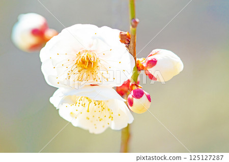 屋周圍鮮花盛開,四季各有不同。初春時節,美麗的小花綻放。寒風凜冽,白梅花依然盛開。 屋周圍鮮花盛開,四季各有不同。初春時節,美麗的小花綻放。寒風凜冽,白梅花依然盛開。 125127287