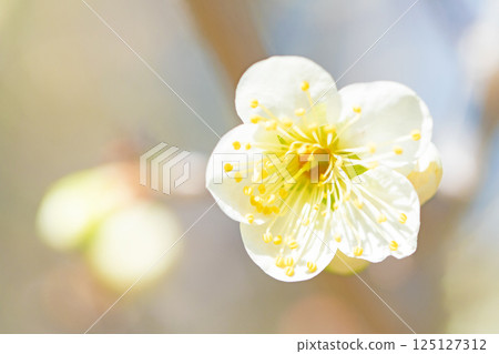 Flowers around the house, various in the four seasons. Beautiful small flowers bloomed in early spring. White plum blossoms bloom despite the cold wind. 125127312