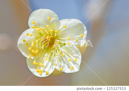 Flowers around the house, various in the four seasons. Beautiful small flowers bloomed in early spring. White plum blossoms bloom despite the cold wind. Flowers around the house, various in the four seasons. Beautiful small flowers bloomed in early spring. White plum blossoms bloom despite the cold wind. 125127313