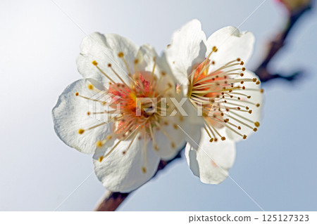 Flowers around the house - various seasons - beautiful small flowers bloomed in early spring - white plum blossoms that stood out against the blue sky 125127323