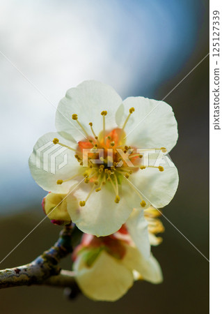 Flowers around the house, various in the four seasons. Beautiful small flowers bloomed in early spring. White plum blossoms bloom despite the cold wind. 125127339