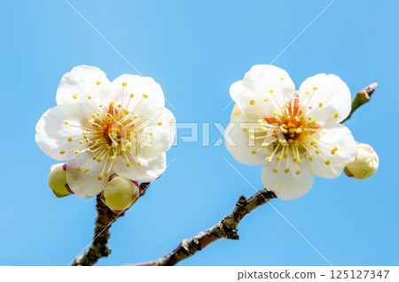 Flowers around the house, various in the four seasons. Beautiful small flowers bloomed in early spring. White plum blossoms bloom despite the cold wind. 125127347