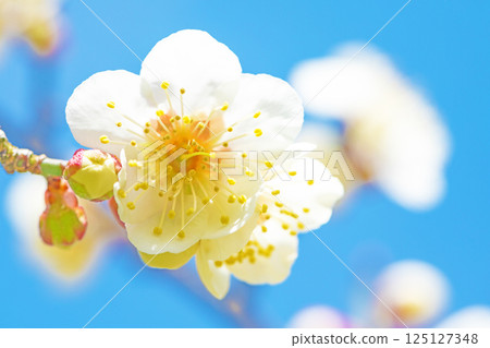 Flowers around the house - various seasons - beautiful small flowers bloomed in early spring - white plum blossoms that stood out against the blue sky 125127348