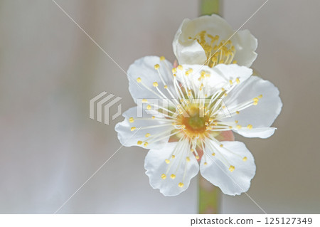 Flowers around the house, various in the four seasons. Beautiful small flowers bloomed in early spring. White plum blossoms bloom despite the cold wind. Flowers around the house, various in the four seasons. Beautiful small flowers bloomed in early spring. White plum blossoms bloom despite the cold wind. 125127349