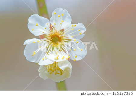 Flowers around the house, various in the four seasons. Beautiful small flowers bloomed in early spring. White plum blossoms bloom despite the cold wind. 125127350