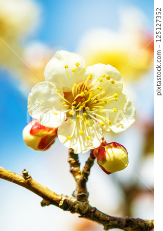 Flowers around the house - various seasons - beautiful small flowers bloomed in early spring - white plum blossoms that stood out against the blue sky Flowers around the house - various seasons - beautiful small flowers bloomed in early spring - white plum blossoms that stood out against the blue sky 125127352