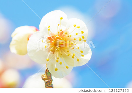 Flowers around the house - various seasons - beautiful small flowers bloomed in early spring - white plum blossoms that stood out against the blue sky Flowers around the house - various seasons - beautiful small flowers bloomed in early spring - white plum blossoms that stood out against the blue sky 125127353