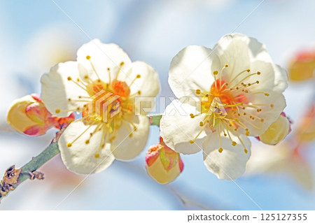 Flowers around the house - various seasons - beautiful small flowers bloomed in early spring - white plum blossoms that stood out against the blue sky Flowers around the house - various seasons - beautiful small flowers bloomed in early spring - white plum blossoms that stood out against the blue sky 125127355