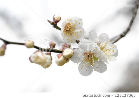 Flowers around the house, various in the four seasons. Beautiful small flowers bloomed in early spring. White plum blossoms bloom despite the cold wind. 125127365
