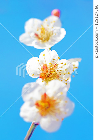 Flowers around the house - various seasons - beautiful small flowers bloomed in early spring - white plum blossoms that stood out against the blue sky 125127366