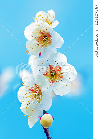 Flowers around the house - various seasons - beautiful small flowers bloomed in early spring - white plum blossoms that stood out against the blue sky 125127367