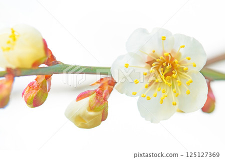 Flowers around the house, various in the four seasons. Beautiful small flowers bloomed in early spring. White plum blossoms bloom despite the cold wind. 125127369