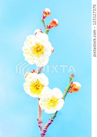 屋周圍鮮花盛開，四季各有不同。初春時節，美麗的小花綻放。寒風凜冽，白梅花依然盛開。 125127370