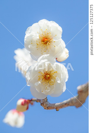 Flowers around the house - various seasons - beautiful small flowers bloomed in early spring - white plum blossoms that stood out against the blue sky Flowers around the house - various seasons - beautiful small flowers bloomed in early spring - white plum blossoms that stood out against the blue sky 125127375