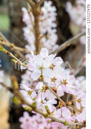 Cherry blossoms in full bloom shining in the spring sunshine Cherry blossoms in full bloom shining in the spring sunshine 125127476